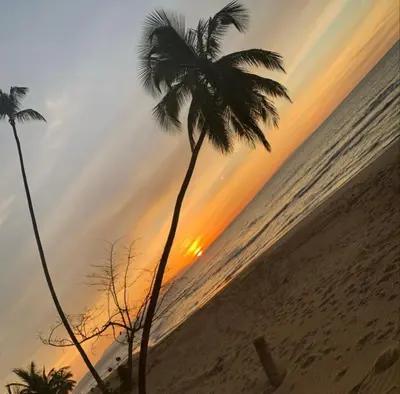 a palm tree on the beach at sunset at Villa Brise de Mer in Las Terrenas