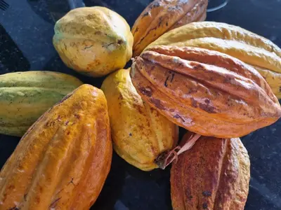 a pile of different types of fruitpectspectssenalsenalsenalsenalsenalsenalsenal at Finca Jasmat in Cabrera