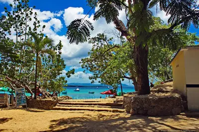 a beach with a tree and the ocean at Alicia Beach, Hispaniola Sol! in Sosúa