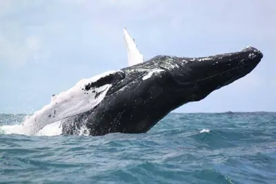 a black and white whale in the water at RIBERAMAR Las Terrenas, Samana in Las Terrenas