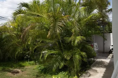 a group of palm trees in front of a house at Villa Caribe in Bayahibe