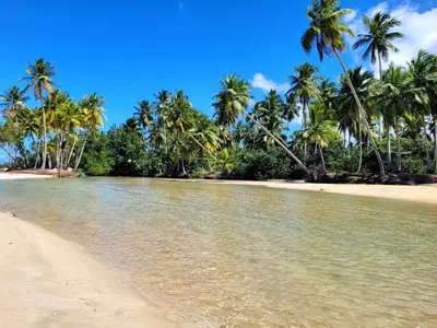 a view of a beach with palm trees at Hostel 23 in Las Terrenas