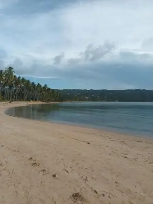 a beach with palm trees and the water at Casa Shambala B&B in Las Terrenas