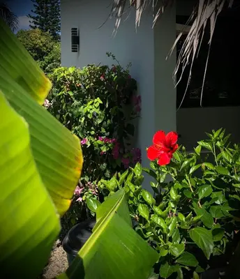 a garden with a red flower and green plants at Sfeervolle studio in Encuentro Cabarete in Cabarete