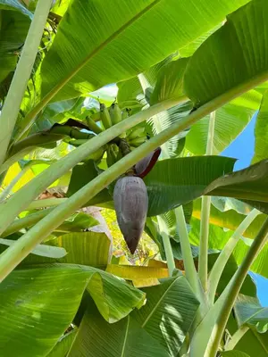 a banana tree with a bunch of green leaves at Villa Clarissa No. 8 in Las Terrenas