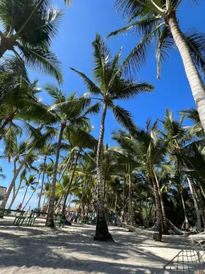 a group of palm trees on the beach at Posada Mar azul in La Viva