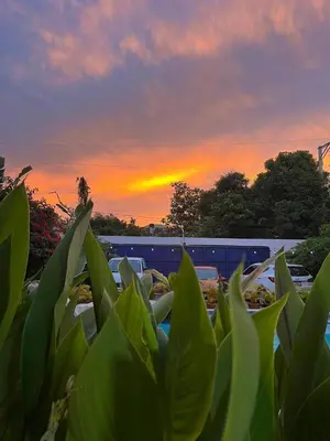 a view of a sunset from behind a plant at Tropical Doña Mayra apartahotel in Las Terrenas