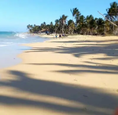 a view of a beach with palm trees and the ocean at Playa Palmera Ocean View in Punta Cana