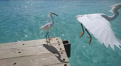 two birds standing on a dock in the water at Cielo de cierro-Apartment with Jacuzzi, 2 minutes from the beach in La Romana