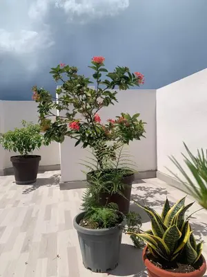 a group of potted plants sitting on a patio at Plataview Apartahotel apt 3A in Monte Plata