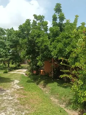 a path leading to a house with trees at Fata Morgana Eco Hotel in Las Terrenas