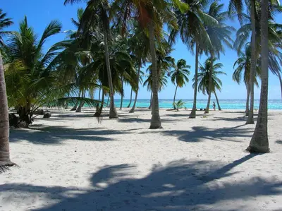 a row of palm trees on a beach with the ocean at Caraibidamari in Bayahibe