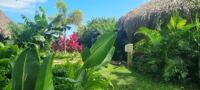 a thatch roofed house in a jungle with plants at Margarita Ecovillage in Miches