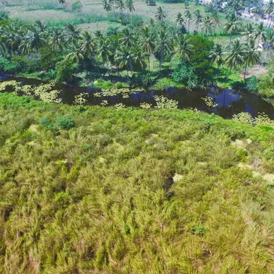 an aerial view of a grassy field with palm trees at Mango House Camino laguna in Cabarete