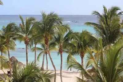 a group of palm trees on a beach with the ocean at Apartment in Cadaques Caribe in Bayahibe