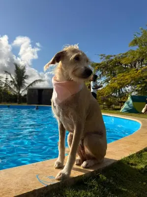 a dog sitting next to a swimming pool at Eco Lodges & Camping, Chalets Tropicales, Macao Beach, Bávaro, Punta Cana in Punta Cana