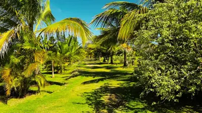 a row of palm trees in a field of grass at Eco Lodges & Camping, Chalets Tropicales, Macao Beach, Bávaro, Punta Cana in Punta Cana