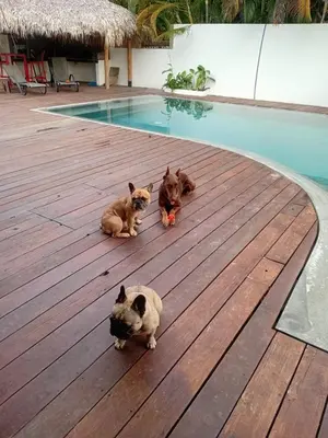 three cats sitting on a wooden deck near a swimming pool at EL Cielo de Cana in Las Terrenas