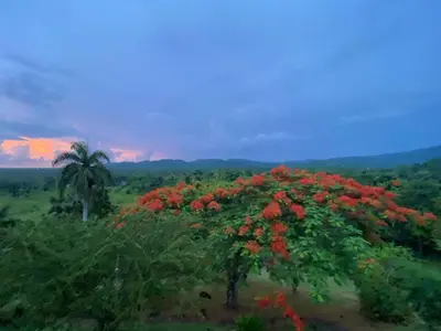 a flowering tree with red flowers in a field at Casa Del Sol in El Limón