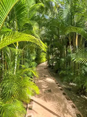 a dirt path through a forest of palm trees at Chalet tropical au cœur de Las Terrenas in Las Terrenas