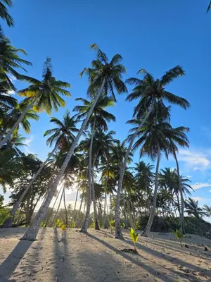 a row of palm trees on a beach at ENCUENTRO 2 BR, Surf, kiting, home Residencial Aris in Cabarete
