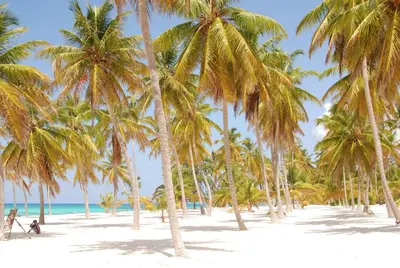 a group of palm trees on a beach at Los Flamencos Aparthotel Beach Club in Bayahibe