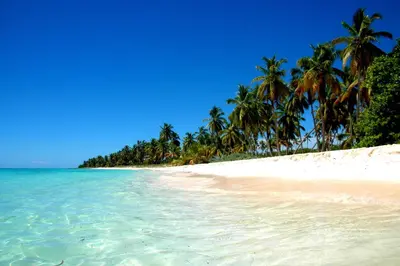 a beach with palm trees and the ocean at Los Flamencos Aparthotel Beach Club in Bayahibe
