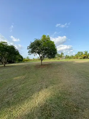 a tree in the middle of a grass field at Villa El cocotero in La Joya