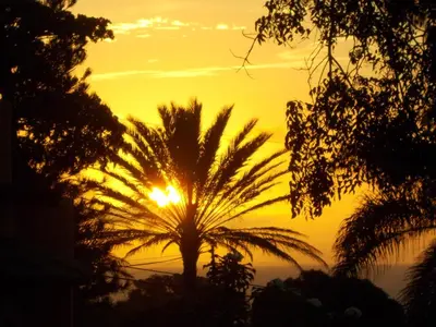 a palm tree in front of a sunset at B&B El Mirador al Mar in Sosúa