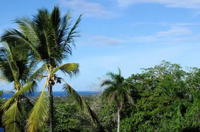 a group of palm trees in the middle of a forest at B&B El Mirador al Mar in Sosúa