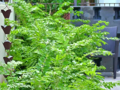 a green plant is growing in a garden at Villa Olga Studio in Rincón Largo