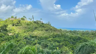 a hill with palm trees on top of it at All-New Zen Apartment with TreeTops and Ocean Views ! in Las Terrenas