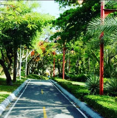 a tree lined road with trees on either side at Apartmento en el corazón de la ciudad con piscina infinita y vista al mar in Santo Domingo