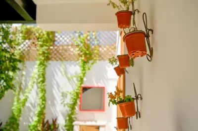a bunch of potted plants hanging on a wall at Honky Tonk Colonial in Santo Domingo