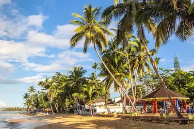 a group of palm trees on a beach at Playa Las Ballenas Oceanfront in Las Terrenas