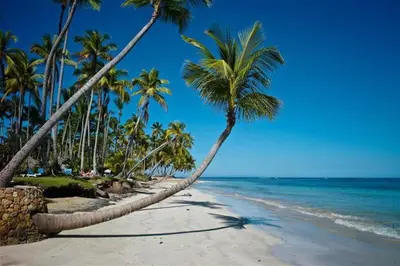 a sandy beach with palm trees and the ocean at Beach, nature and relaxation in Las Terrenas