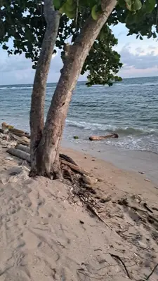 a tree on a sandy beach next to the water at guababerry Juan dolio in Los Conucos