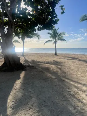 two palm trees on a sandy beach with the ocean at Apartment in Playa Nueva Romana in San Pedro de Macorís