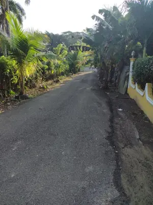 an empty road with palm trees on either side at Casa de adela in Cruce de Veragua