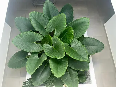a green plant with large green leaves on a tile floor at Luxury 2 Bedroom Apartment, 1 Min Walk to Punta Popy Beach, Pool, AC, Fast WiFi, Las Terrenas in Las Terrenas