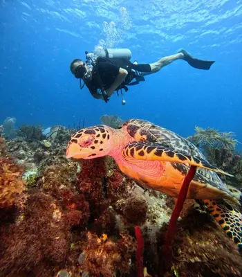 a person swimming in the ocean next to a turtle at D&L Apartment in Bayahibe