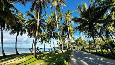 a road lined with palm trees on the beach at Casa Ballenas3 SF in Las Terrenas