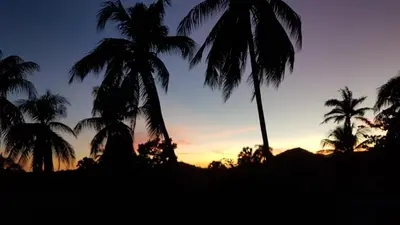 a group of palm trees at sunset at Finca im Grünen, sehr ruhige Lage, Terrasse mit Pool in Baní