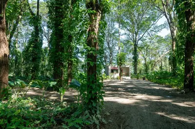 a tree with ivy growing on the side of a road at REFUGIO Nature meets Luxury in Sabaneta de Yásica