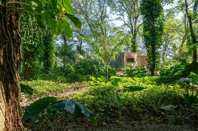 a house in the middle of a forest at REFUGIO Nature meets Luxury in Sabaneta de Yásica