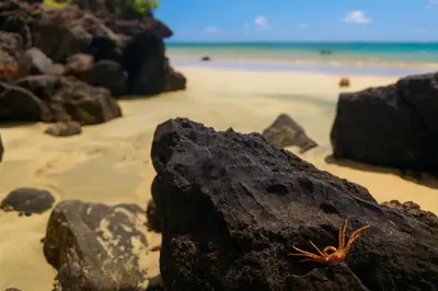 a crab sitting on a rock on a beach at Ocean Front Escape in Las Terrenas