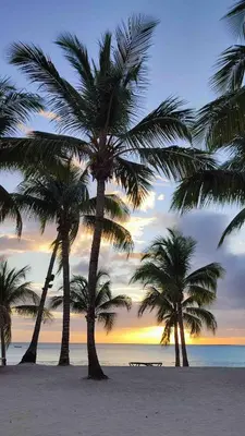a group of palm trees on a beach at sunset at Lovely apartment by the Caribbean in Bayahibe