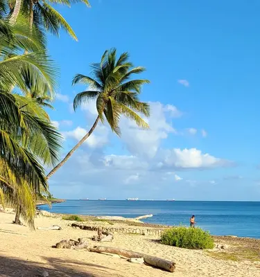 a palm tree on a beach with the ocean at Apartamento Playa Juan dolio in Villas del Mar