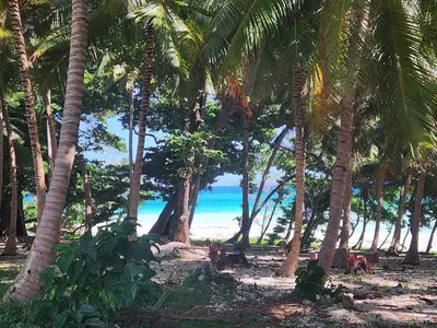 a group of palm trees on a beach with the ocean at Apartment in front of beach, AC, Wifi, Hot Water in Paraíso