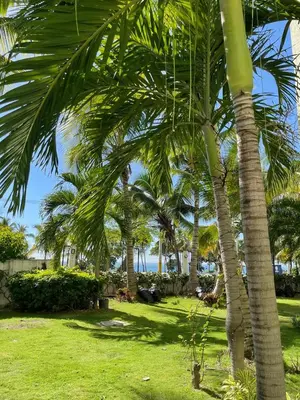 a group of palm trees in a park at Gran Apartamento frente al mar in La Francia